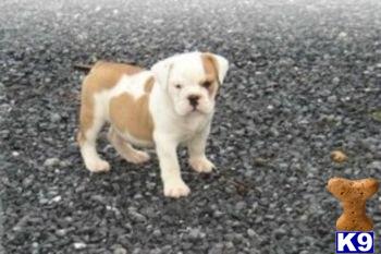 English Bulldog Puppies for Sale